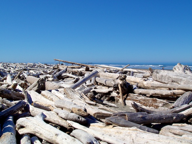 WA Coast Driftwood